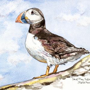 Puffins, Nature and the Isle of May